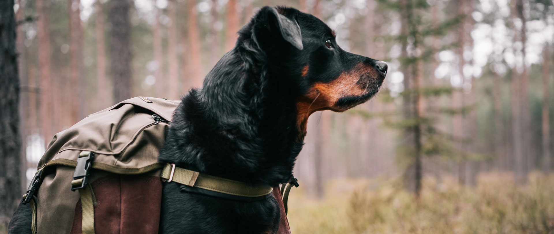 Kløv til hund TOGOKløven fra Seleverkstedet Topp Kvalitet Siden 1981