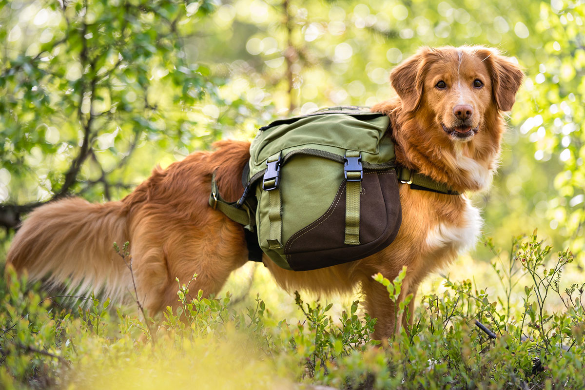 Why Do Dogs Lay On Their Backs When Approached