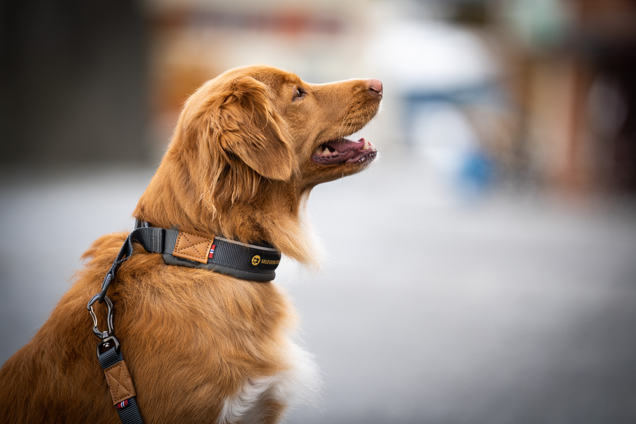 Why Use Paw Socks For Dogs | Seleverkstedet®